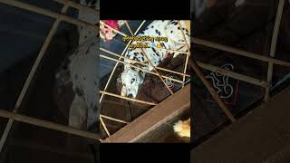 හර ඉදද Escapes Y Dr.g