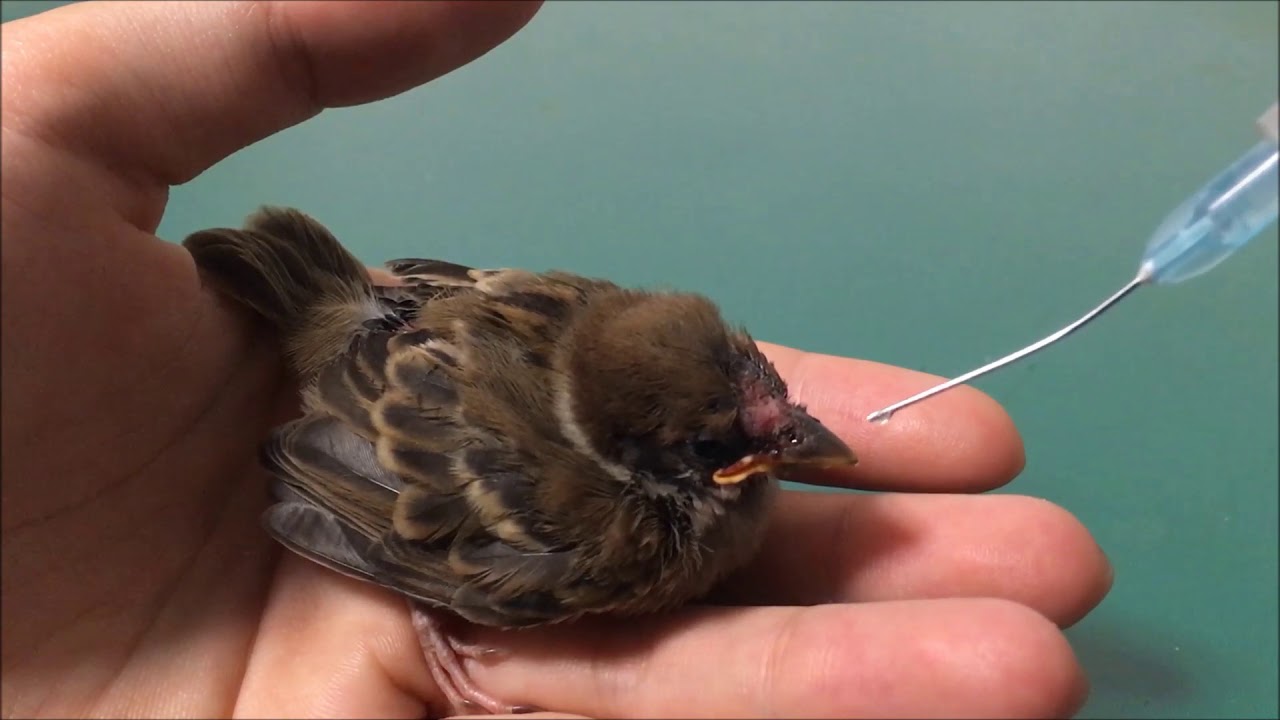 スズメの寿命は何年くらい 野生と飼育個体ではどれくらい変わるの 生物モラトリアム スズメの寿命は何年くらい 野生と飼育個体ではどれくらい変わるの 生物モラトリアム