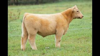 Lot 8 | Vandewalle
