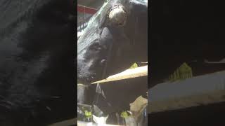 Lose your appetite for milk in 60 seconds!