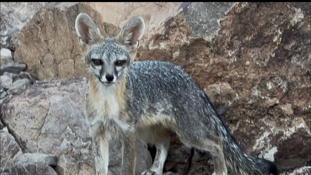 Found a new fox on the trailhead.