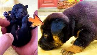 The miracle of life: How did a palmsized puppy  grow into a giant?