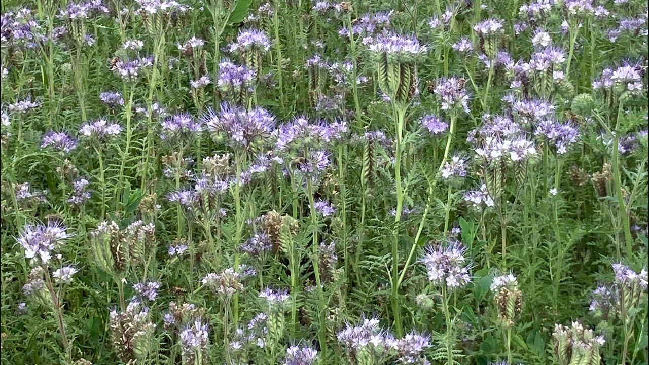 ЖУЖЖАНИЕ ПЧЕЛ И ПЕНИЕ ПТИЦ ?? - YouTube