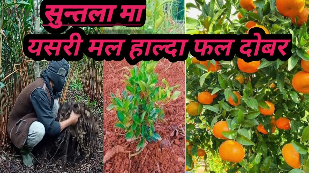 सुन्तला मा मल यसरी हाल्नु फल दिन्छ दोबर orange farming in nepal / Milan Tamang2004