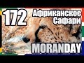 Moran Day 172 - Африканское Сафари (ЮАР) 🇿🇦