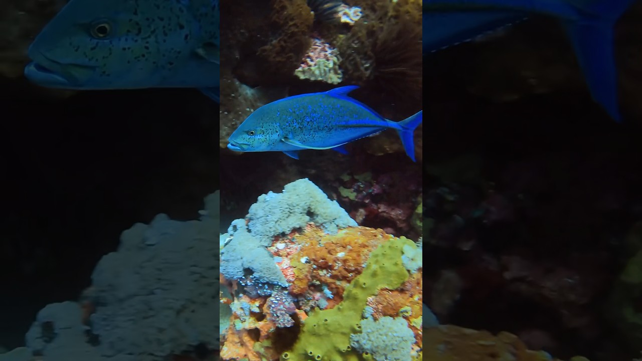 Blue on blue — meet the Bluefin trevally.🫧☺️ 