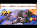 ولاده القطه زيتونه 😍 ما توقعت ردة فعلها على اولادها 😱💔 / Mohamed Vlog