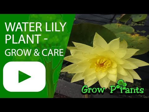 Water lily plant - grow & care