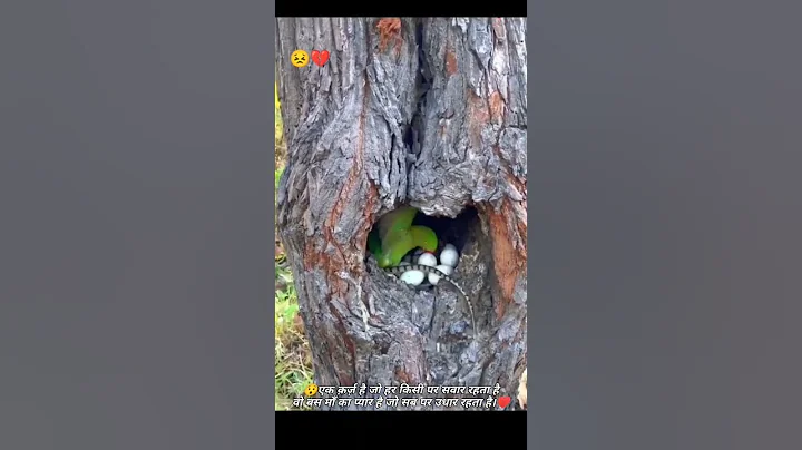parrot fights off snake attacking its tree nest with eggs