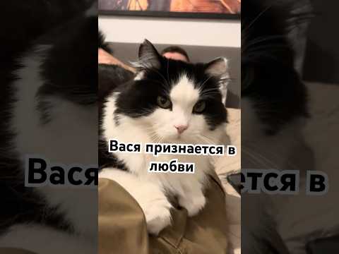 Вася любвеобильный #котваська #веселыекоты #котик #видосыоткота #кот #котики #финляндия