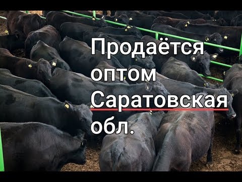 Видео: Амьтад ба хүмүүсийн тухай шилдэг эшлэлүүд