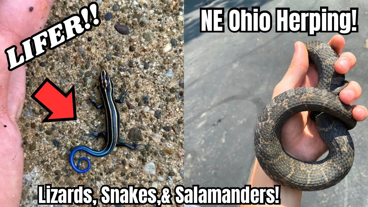 Herping NE Ohio : Lizards, Snakes, Salamanders!