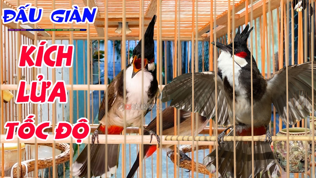 Chào Mào Đấu Giàn [ KÍCH BỔI CĂNG ĐÉT - HÓT CHÉ ] Chào Mào Hót Đấu/Kích Chào Mào/Kích Chào Mào Ché