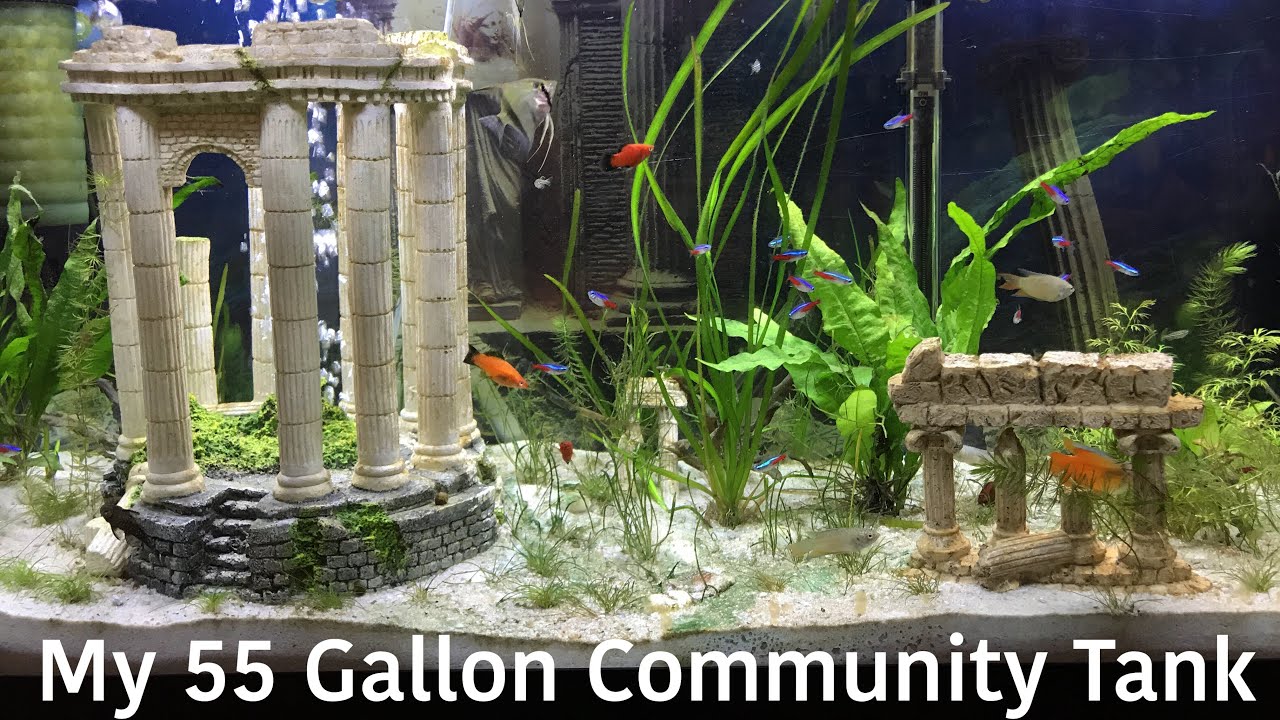 video phone beyonce mp3 Time Lapse of My 55 Gallon Community Tank