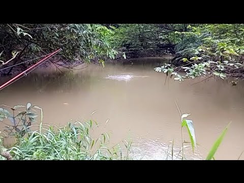 Cara Membuat Umpan Kucur Ikan Lele
