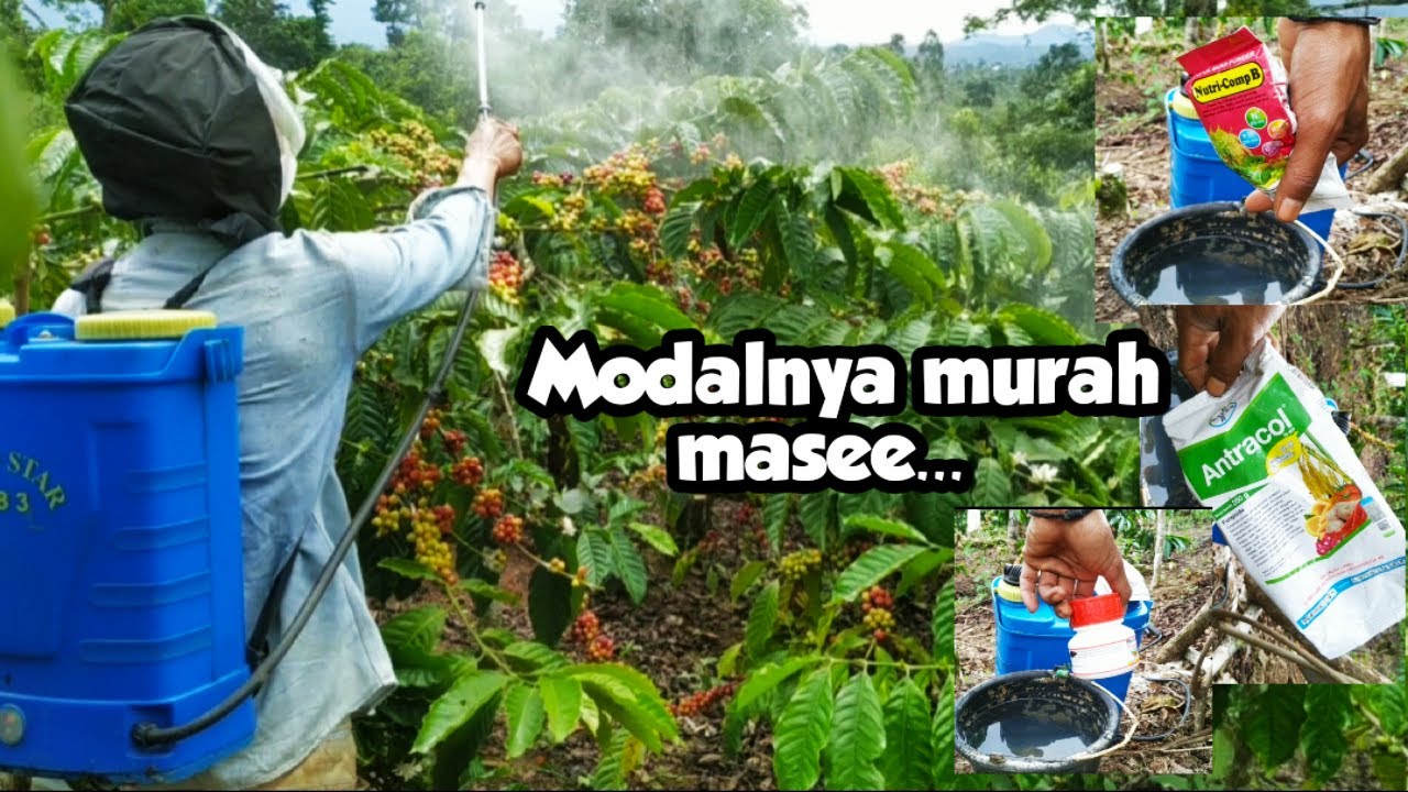 Penyemprotan Pupuk Mikro, Fungisida Dan Insektisida