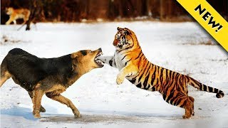 Tiger Hunts Prey Too Fast, Too Dangerous