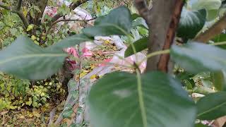 Cum să obținem hibrizii și portaltoii de par repede in cantitate limitata