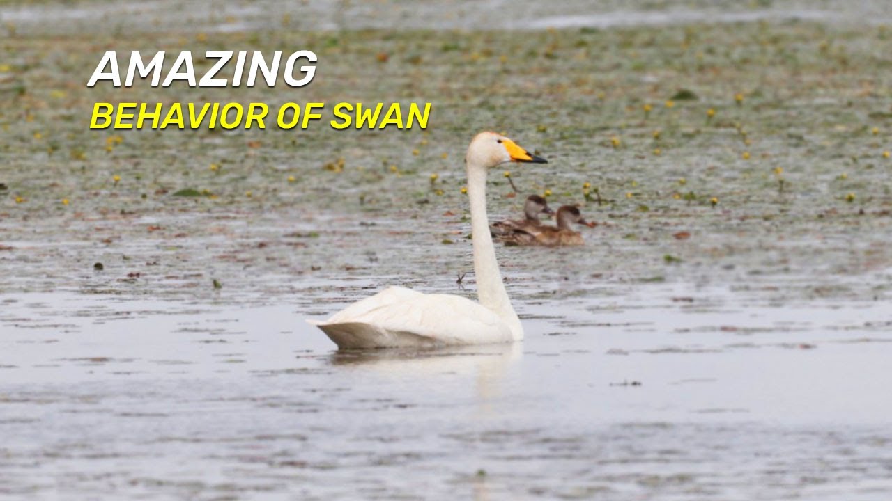Amazing behavior of Swan