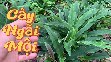 Cây Ngãi Mội Người Bệnh Ung Thư Yên Tâm