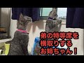 【お姉ちゃん　どいてよー】