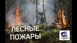 Лесные пожары