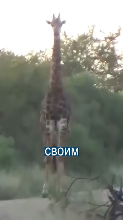 Немая сцена: кто должен уступить дорогу в этом случае? - YouTube