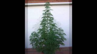 Celebrity Delicious Seeds - Cotton Candy - Part 1. Wealth