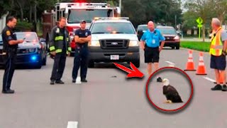Crying Eagle Blocked The Road, The Police Were Surprised To Learn The Reason Crying Eagle Blocked The Road, The Police Were Surprised To Learn The Reason
