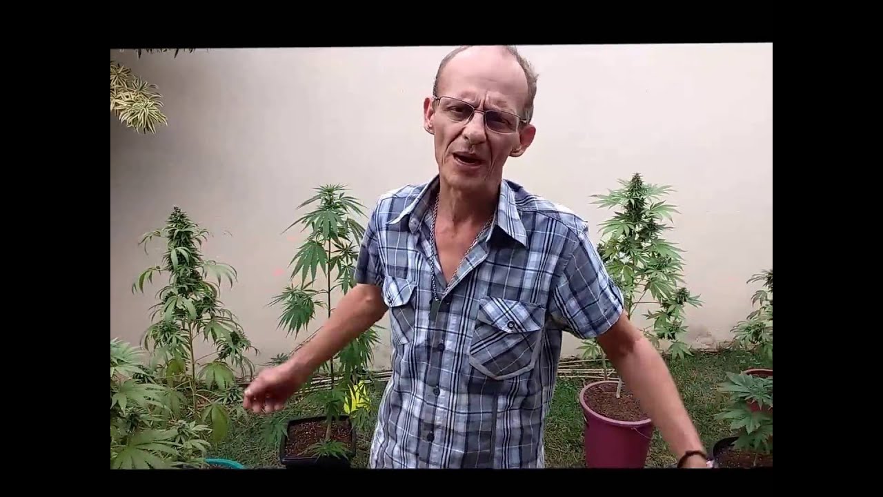 THCPROCE - Cultivo de plantas medicinais