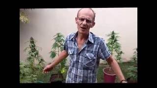 THCPROCE - Cultivo de plantas medicinais