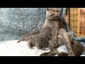 Mother cat breastfeeding with cute sitting position