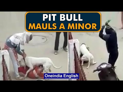 Pit Bull mauls a child in Noida; dog’s owners arrested | OneIndia News