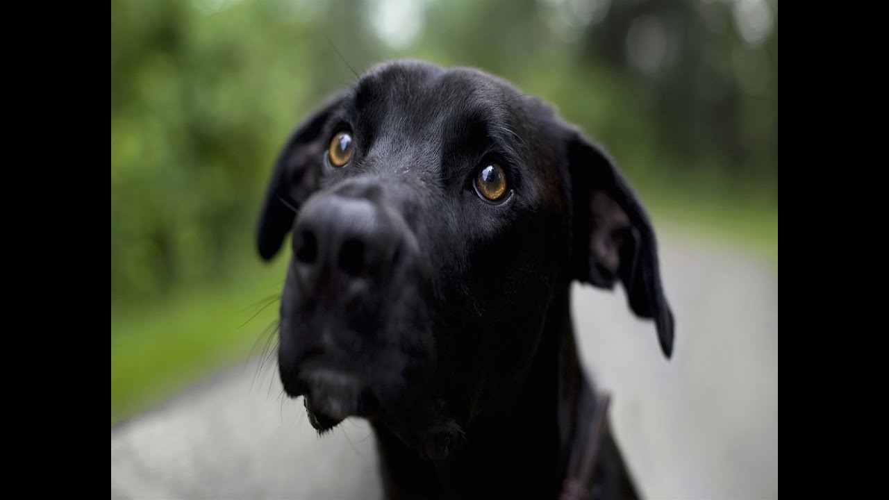 Cachorro chorando youtube Clearance