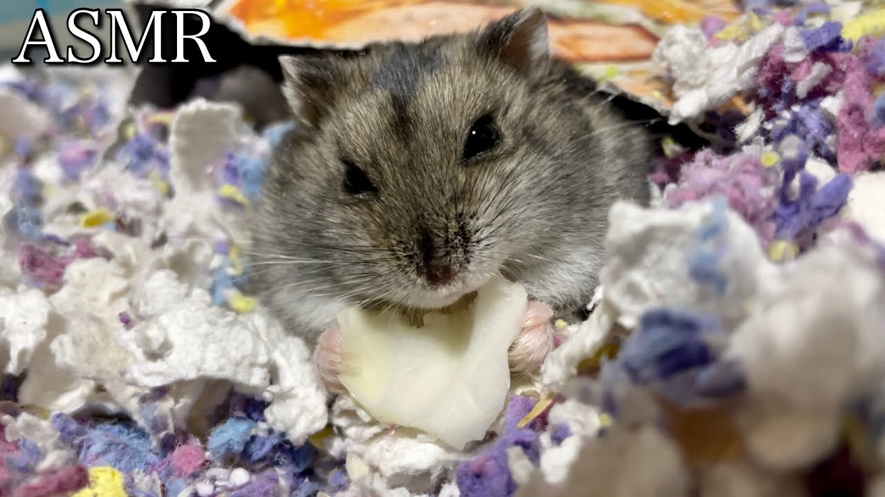 ここまでおいしそうにキャベツを食べるハムスターを見た事がない【ASMR】