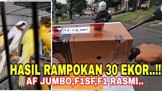 RAMPOKAN TIPIS' LURRRR...30 EKOR LUMAYAN BUAT ISI KANDANG.