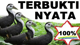 Suara pikat ruak ruak | suara burung ruak ruak ampuh | suara truwok | suara wak wak @mandauel​