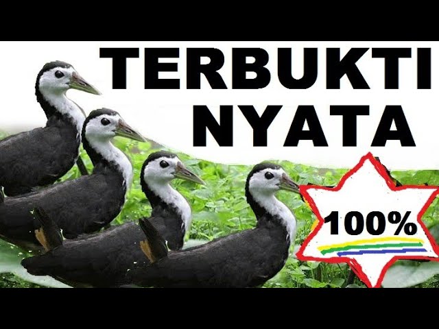 Suara pikat ruak ruak | suara burung ruak ruak ampuh | suara truwok | suara wak wak @mandauel​ class=