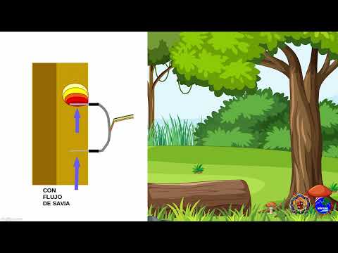 Video: ¿Cuánta agua se evapora un árbol?
