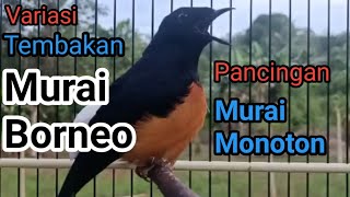 kicauan murai batu Borneo bongkar Isian || pancingan murai batu kurang emosi, bunyi monoton.