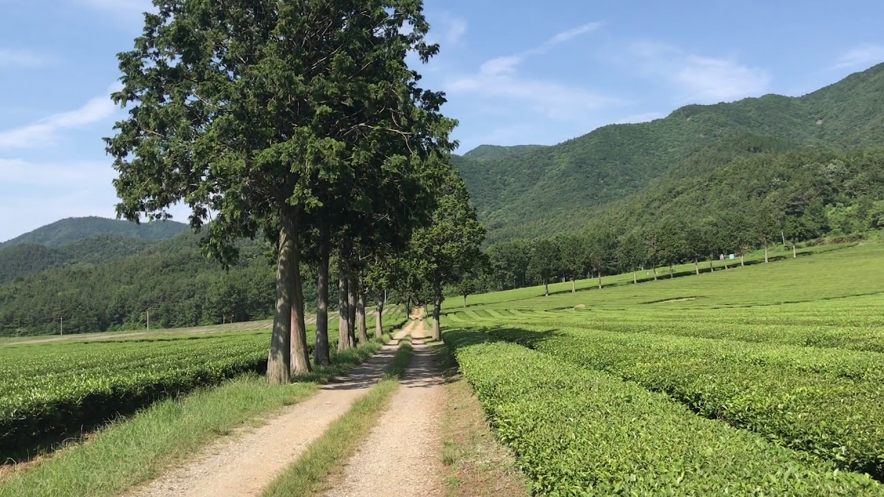 Summer Scent 여름향기