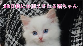 30日後にお迎えされる猫ちゃん(ラグドール生後2ヶ月)