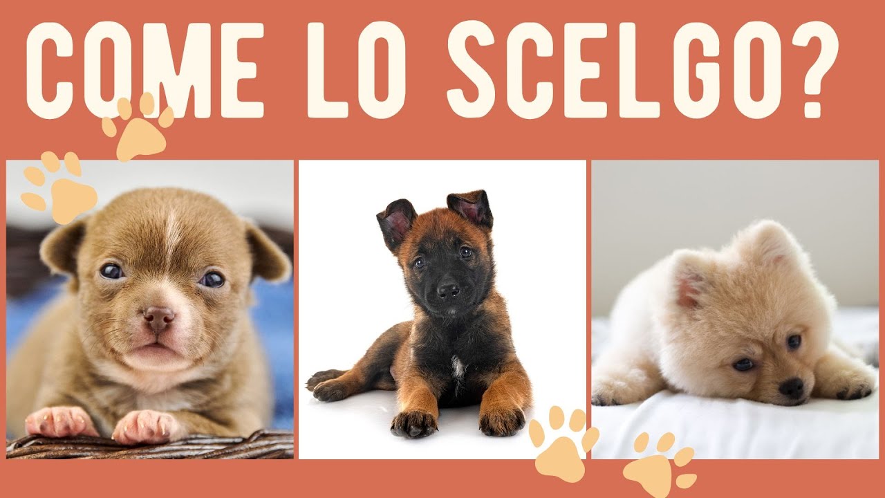 Come scegliere un cucciolo
