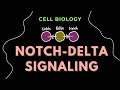 Notch-Delta Signaling | Cell Signaling | Cell Biology | GATE/CSIR-NET