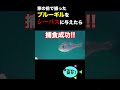 家の前で捕ったブルーギルをシーバスに与えたら…
