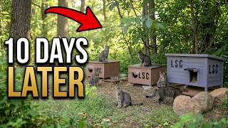 THEIR OLD HOME is DESTROYED! FOREST CATS 10 DAYS After URGENT MOVE! 🏠🐈
