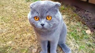 КОТЫ ГОВОРЯТ! | ПОДБОРКА СМЕШНЫХ МОМЕНТОВ |ОЗВУЧКА ГУГЛ КОТЫ ГОВОРЯТ! | ПОДБОРКА СМЕШНЫХ МОМЕНТОВ |ОЗВУЧКА ГУГЛ