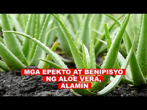 Video: Paano Uminom ng Aloe Vera: 10 Hakbang (na may Mga Larawan)