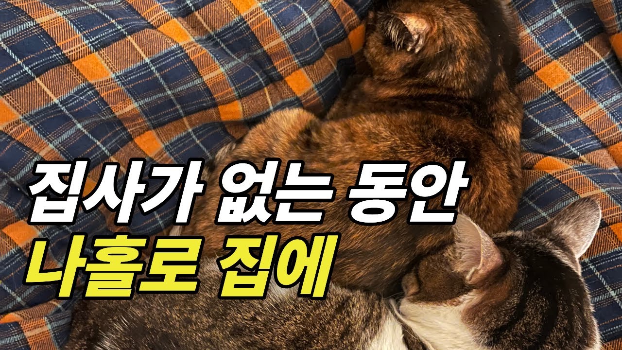 고양이가 혼자 집에 있을때 어떤 행동을 할까?