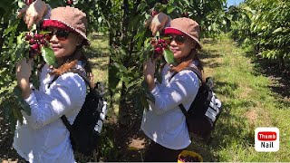 cherry Picking sa America|Linzey koh vlog